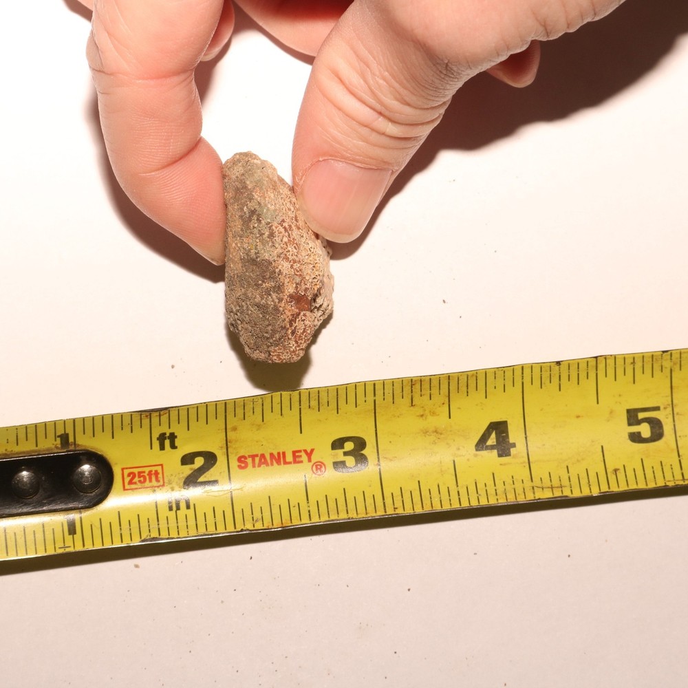 Dinosaur Vertebrae Process Predation Gnaw Bite - Hell Creek Formation Cretaceous