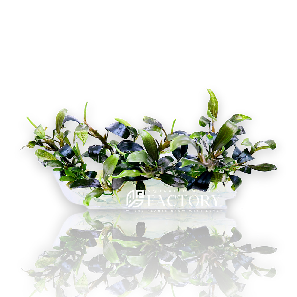 Bucephalandra King Blue Vitro Culture