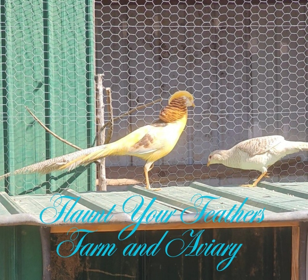 PRESALE (3 Yellow Golden Pheasant Hatching Eggs) Please read description!! $60