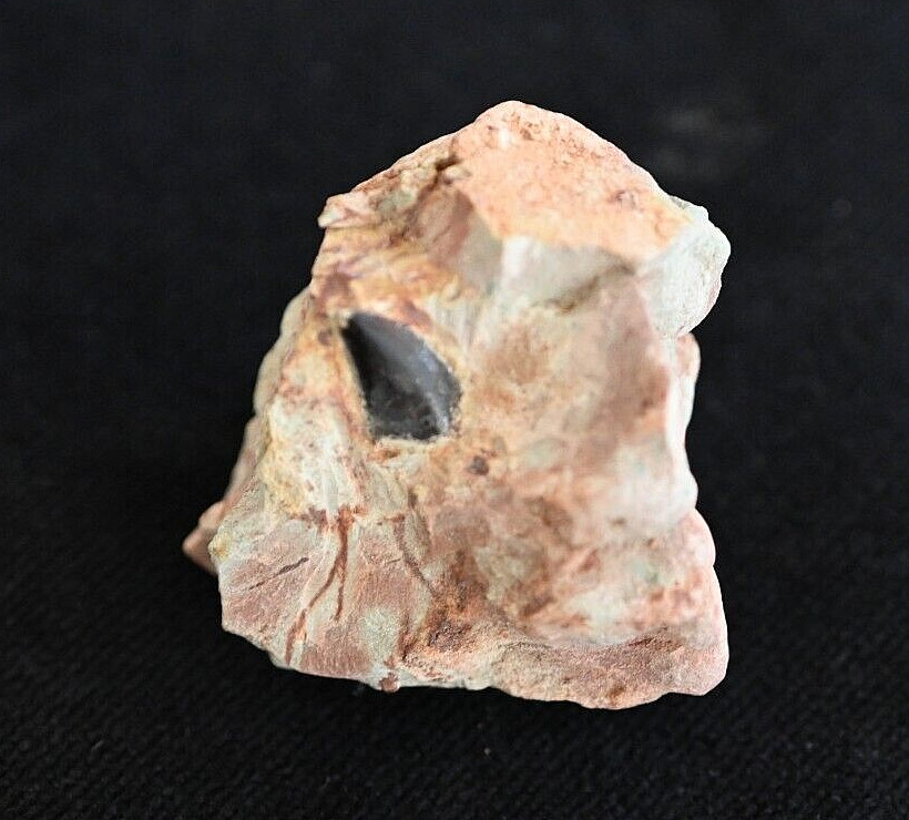 Moroccan Theropod Tooth in Matrix