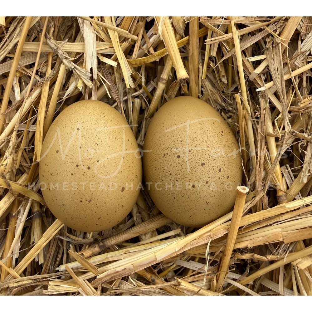 12+ BC1 BC2 Olive Egger Hatching Eggs NPIP Certified