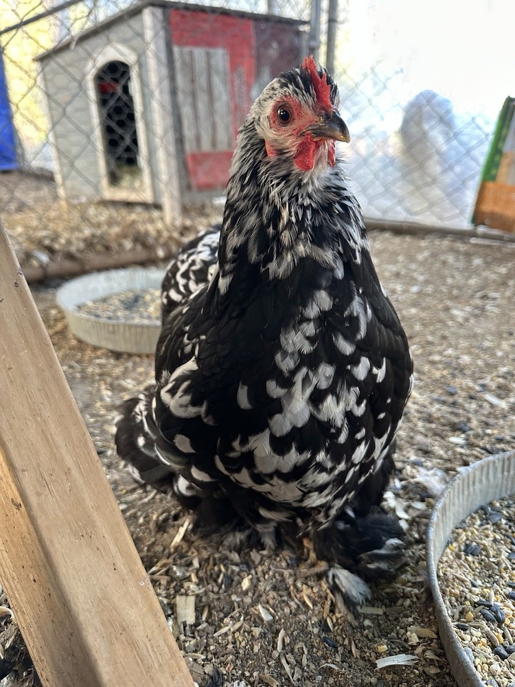 Bantam Cochin blue/black mottled Hatching Eggs
