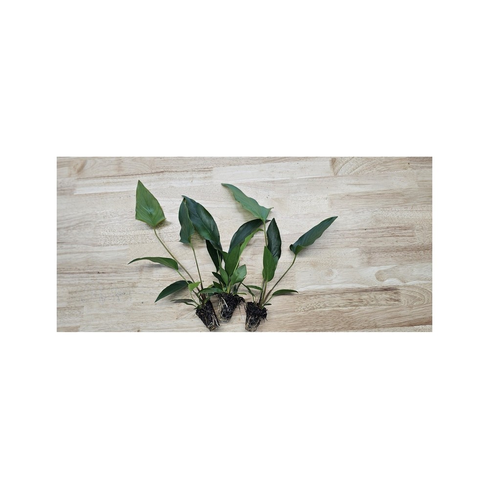 Anubias Starter Bundle (3-Pack) – Medium to Large Live Aquarium Plants