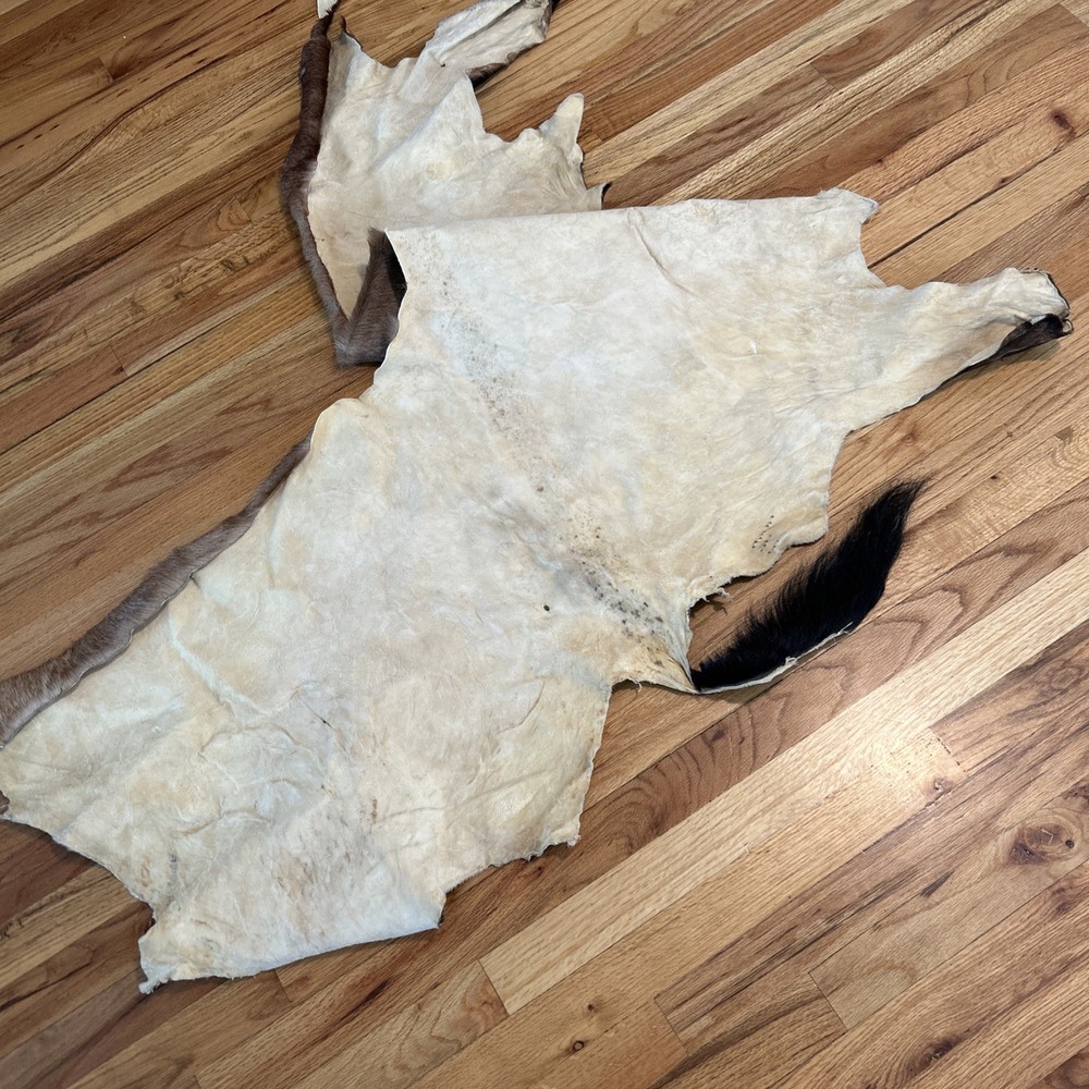 African Antelope Partial Hide (Back Half) – (Left Front) Tanned
