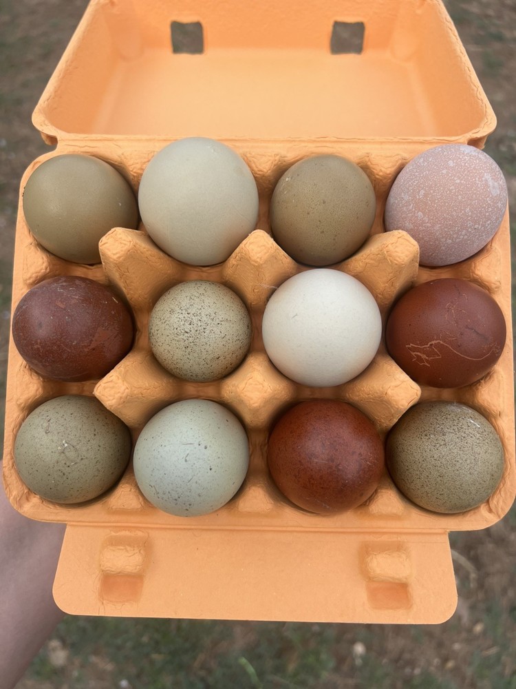 12 Fertile Rainbow Olive Egger/ Marans Hatching Eggs. Multigen. Blooms/speckles
