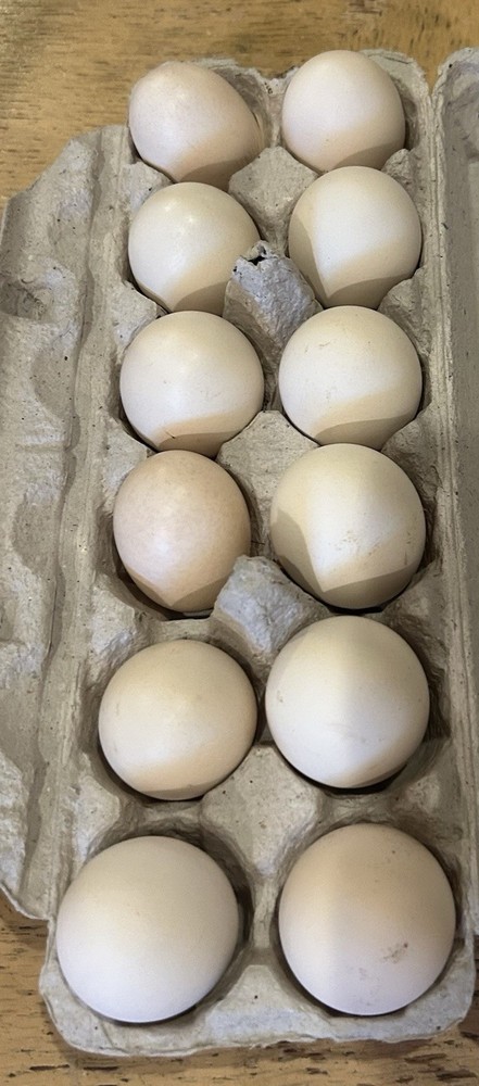 10 Heritage Yardbird Assortment Hatching Eggs