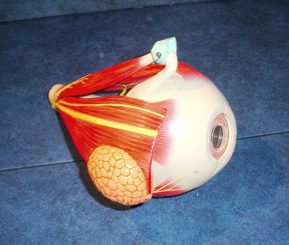 Altay Scientific Eye with Orbit Model - 5 Times Normal Size #6