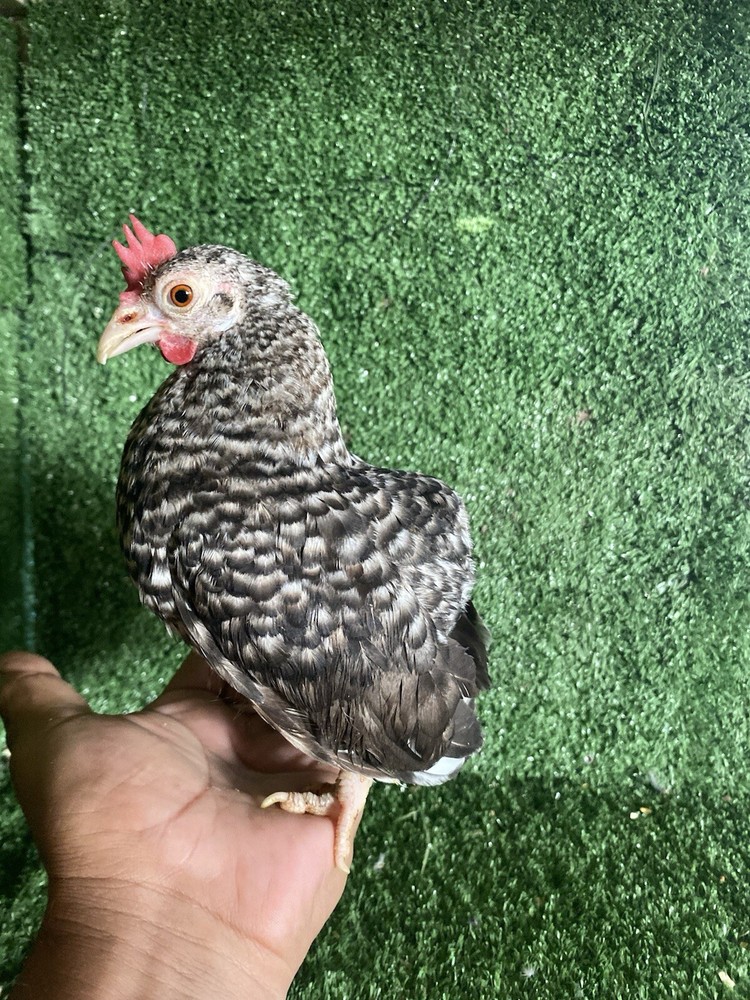 20+ 2 Micro Kikiriki Serama Hatching Eggs 4H Projects Teacup chickens