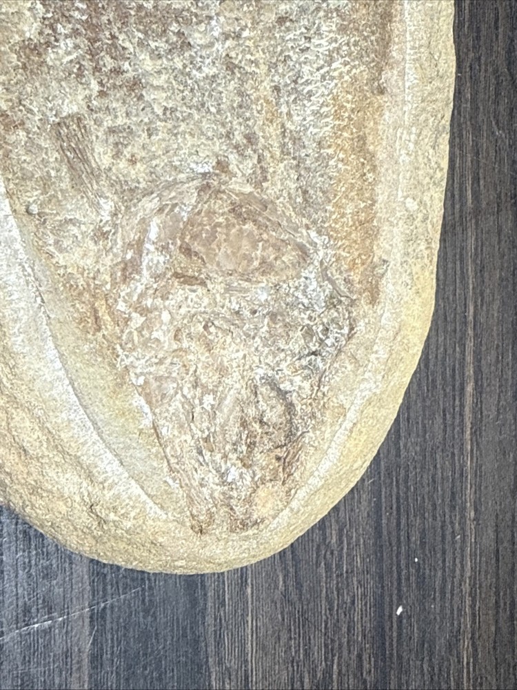 Unique Flounder Type Flat Fish Fossil Specimen