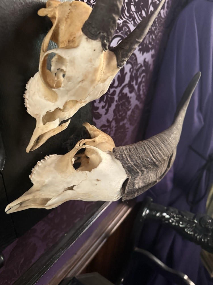 Gothic Occult Wall Display Antique Frame - Baphomet Goat Skull & Horn Assemblage