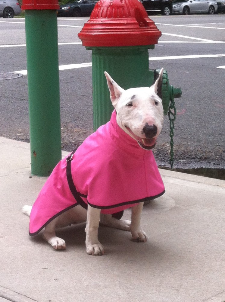 Panache Dog New Light weight Pink Raincoat Medium