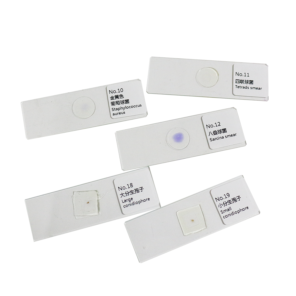 25 Germ Bacteria Microbiological specimen Gram Stain Microbial Microscope Slides