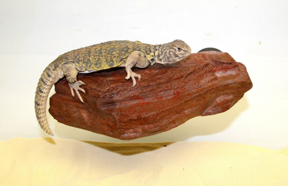 MagNatural Sm Rock Ledge Mojave - Pet-Tekk
