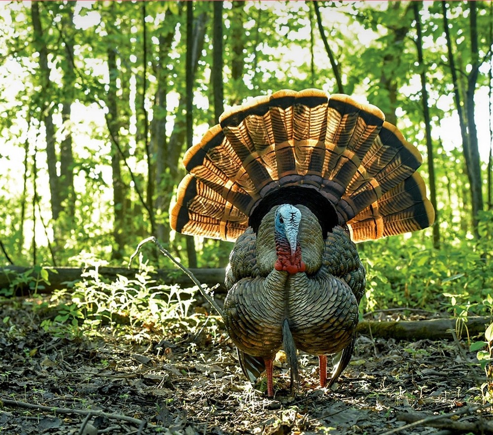 Avian x hdr tom & hdr hen combo