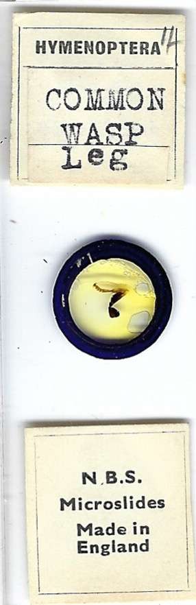 Common Wasp Leg Microscope Slide by N.B.S.