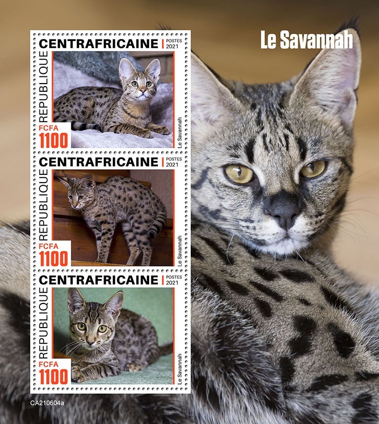 Savannah cat