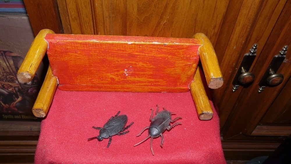 Cockroach resting bench