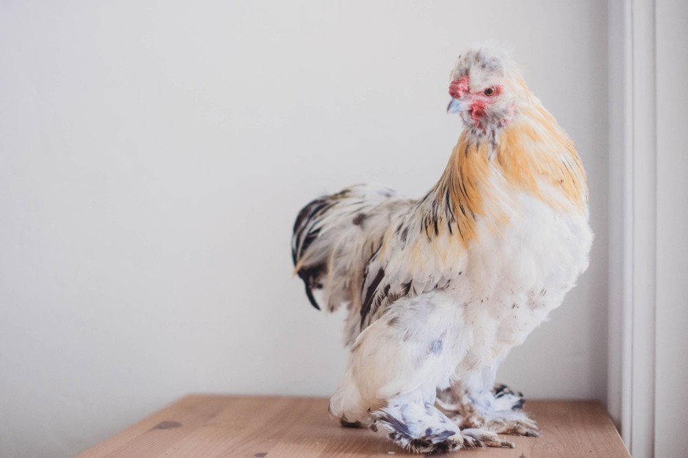 A Dozen Silkie Hatching Eggs