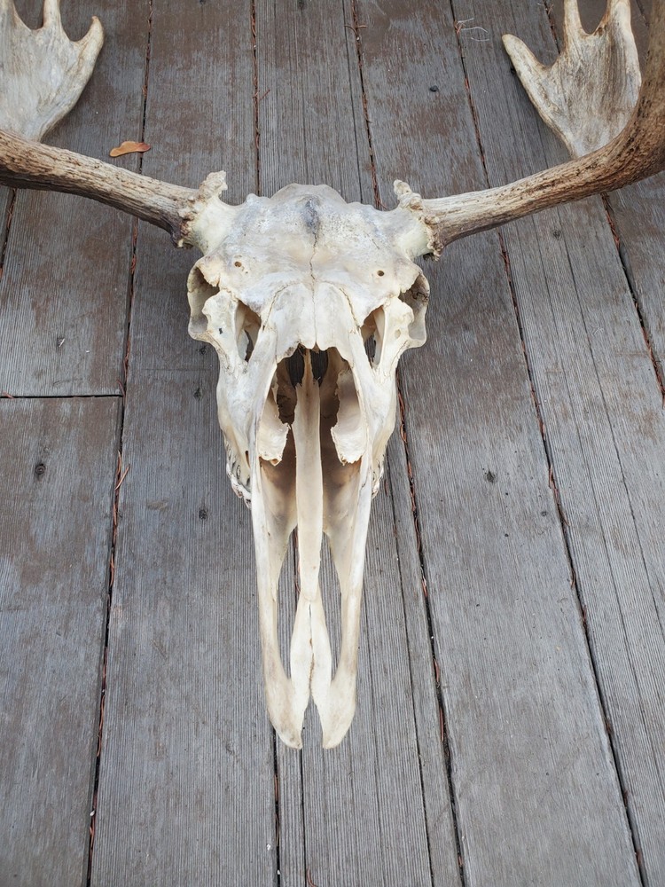 Shiras Moose European Mount