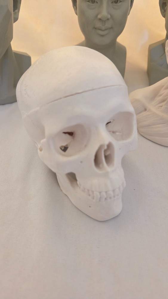 Mini Drawing Aid Model Set -- Hands, Head, and Skull