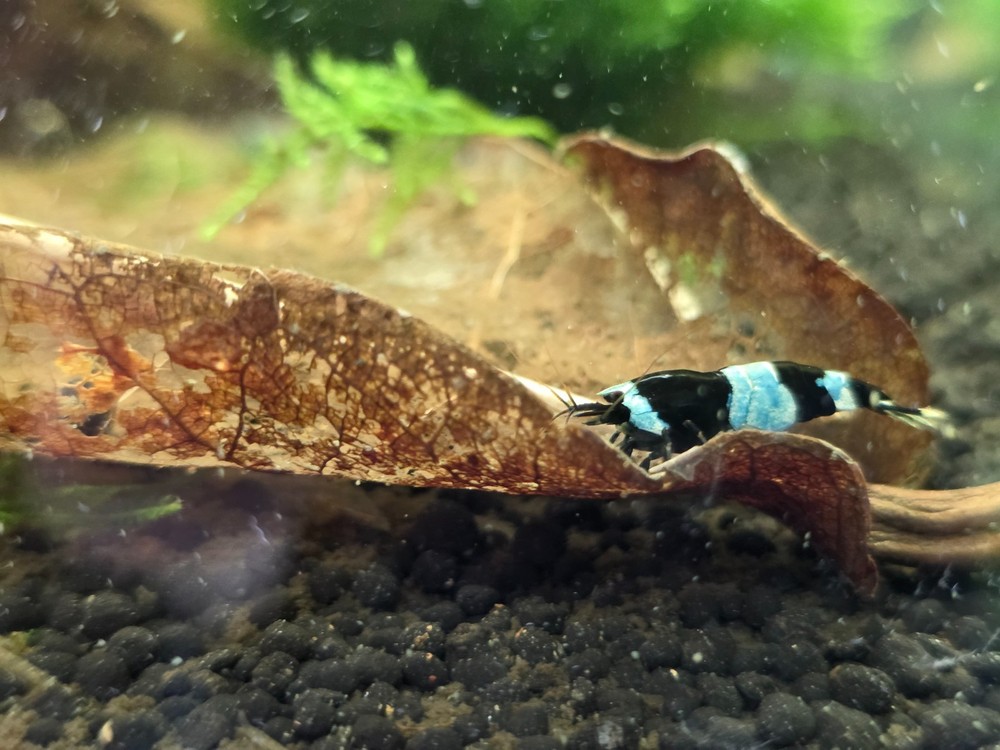 Catappa Leaf - Live Aquatic Plants - Shrimp Leaf Fish Leaf