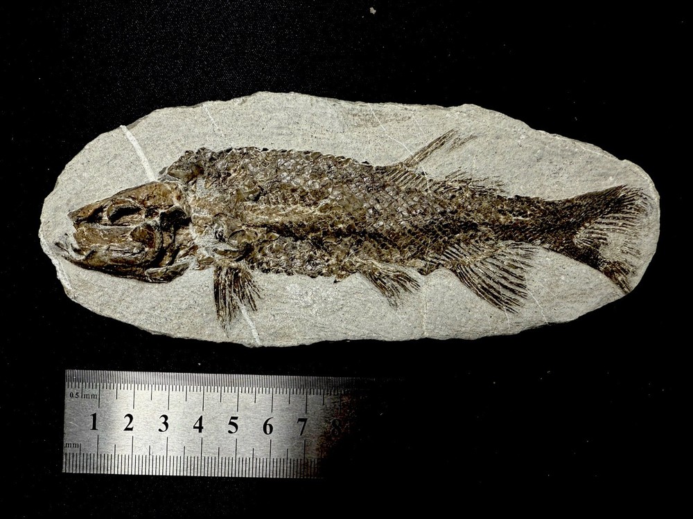 fossil fish ，perleidus, Jurong China
