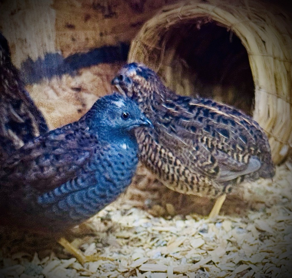 40 Button Quail Hatching Eggs Multiple Colors