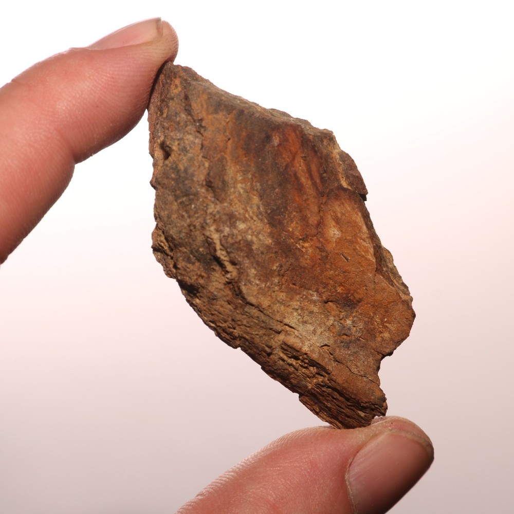 Dinosaur Vertebrae Process - Great - Beautiful - Hell Creek Formation Cretaceous