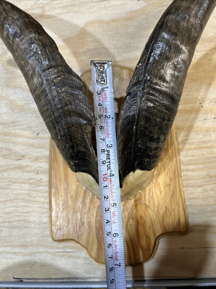goat horns