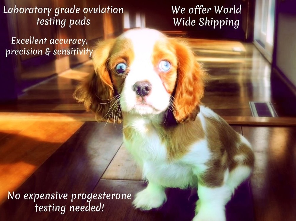 10 🔥Canine Ovulation Fertility 🐾Testing Strips – Progesterone Test @ Home🌺🐶