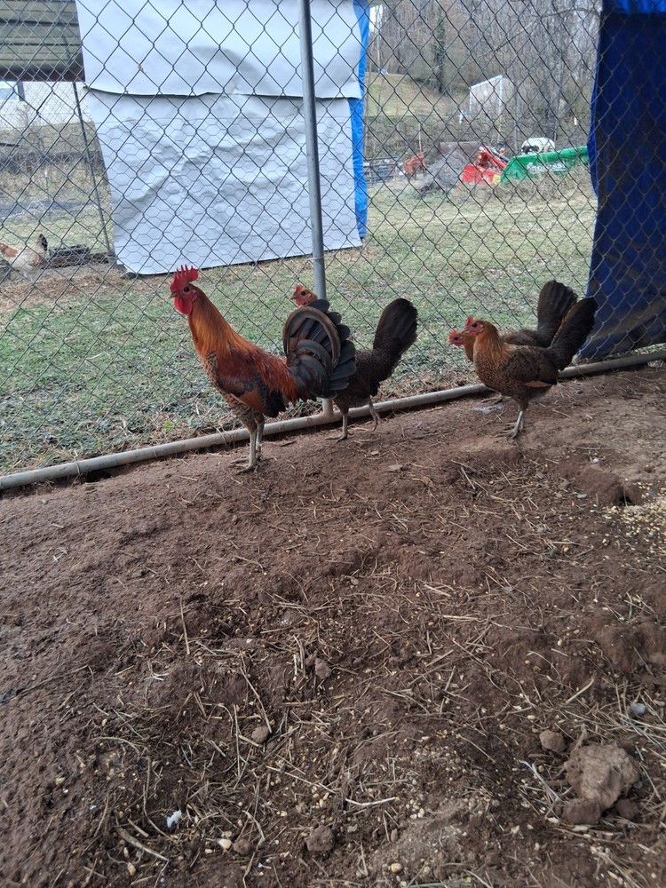 6 Red Quil Pure Hatching Eggs