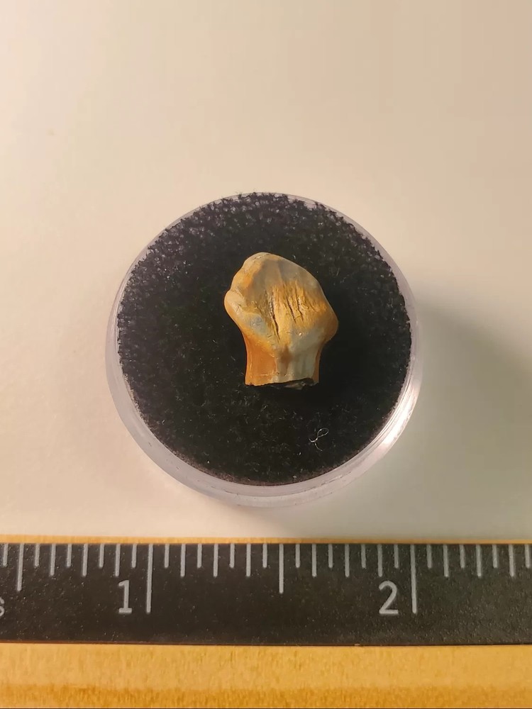 Ankylosaur Tooth