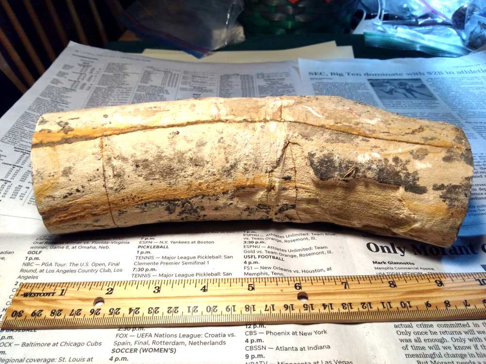 Petrified Wood Limb- Over 6 lbs.