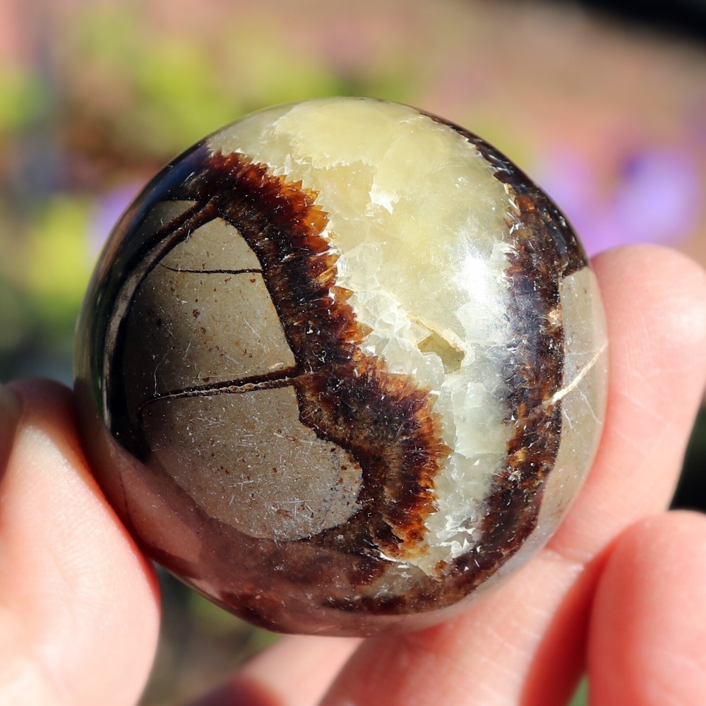 Polished Septarian Nodule (SEP23)