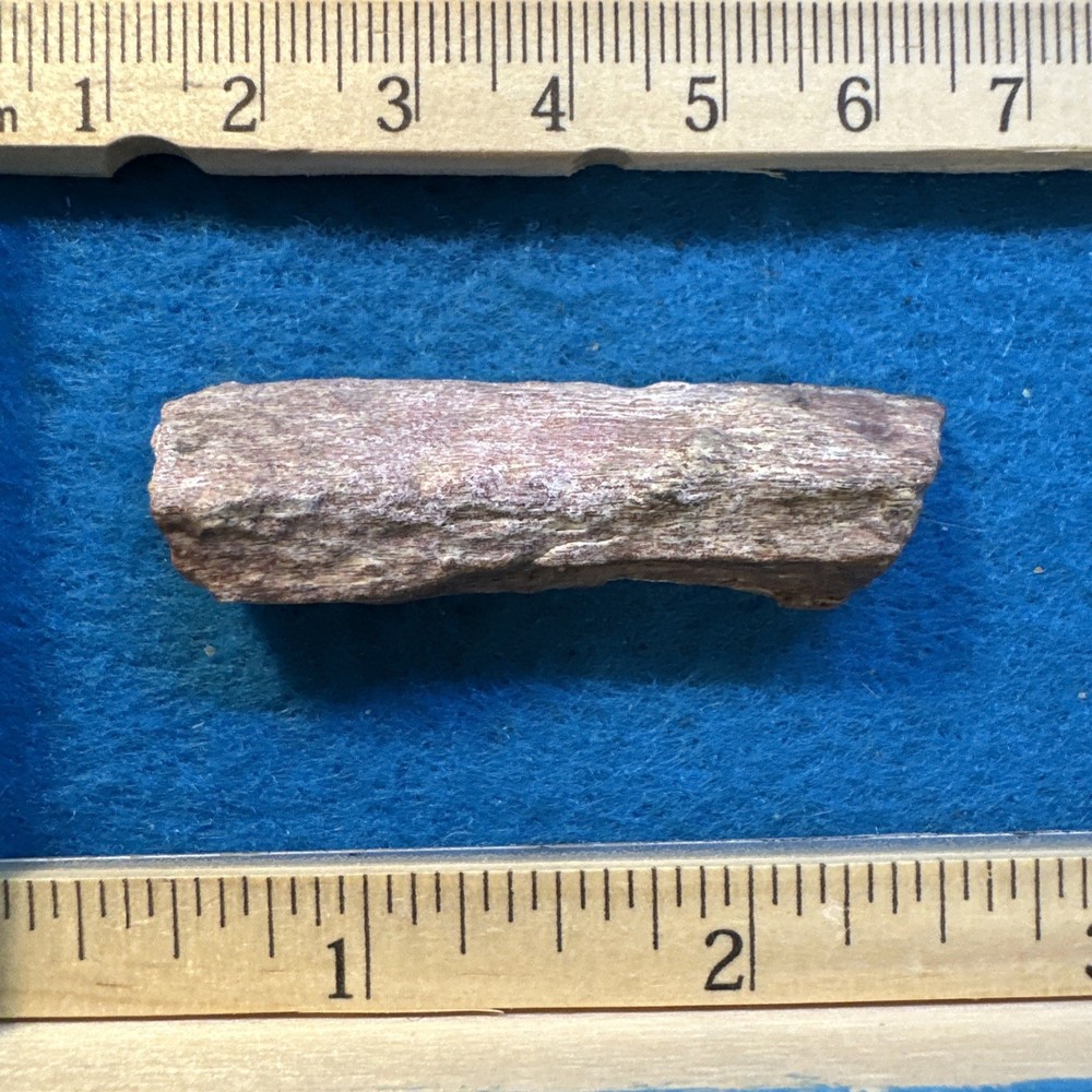 Spinosaurus Extinct Dinosaur Bone Fossil in Display Case