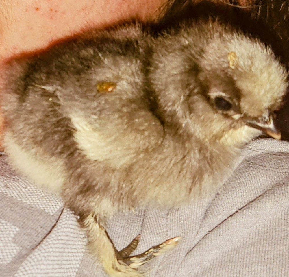 18 Silkie Hatching Eggs