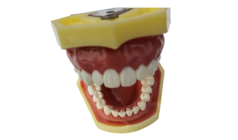 Teeth Model for Education Model Teach Model Lab Supply Study Nurse Training Disp