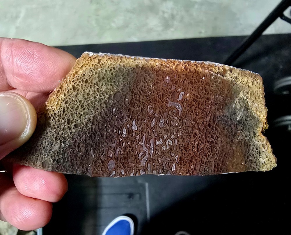 Fossil Dinosaur Bone Lapidary Slab