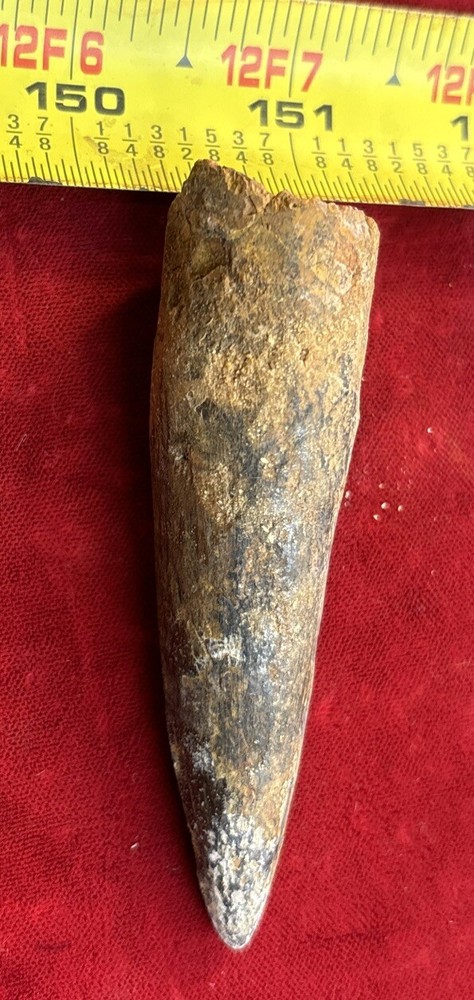 3 1/8 inch spinosaurus tooth