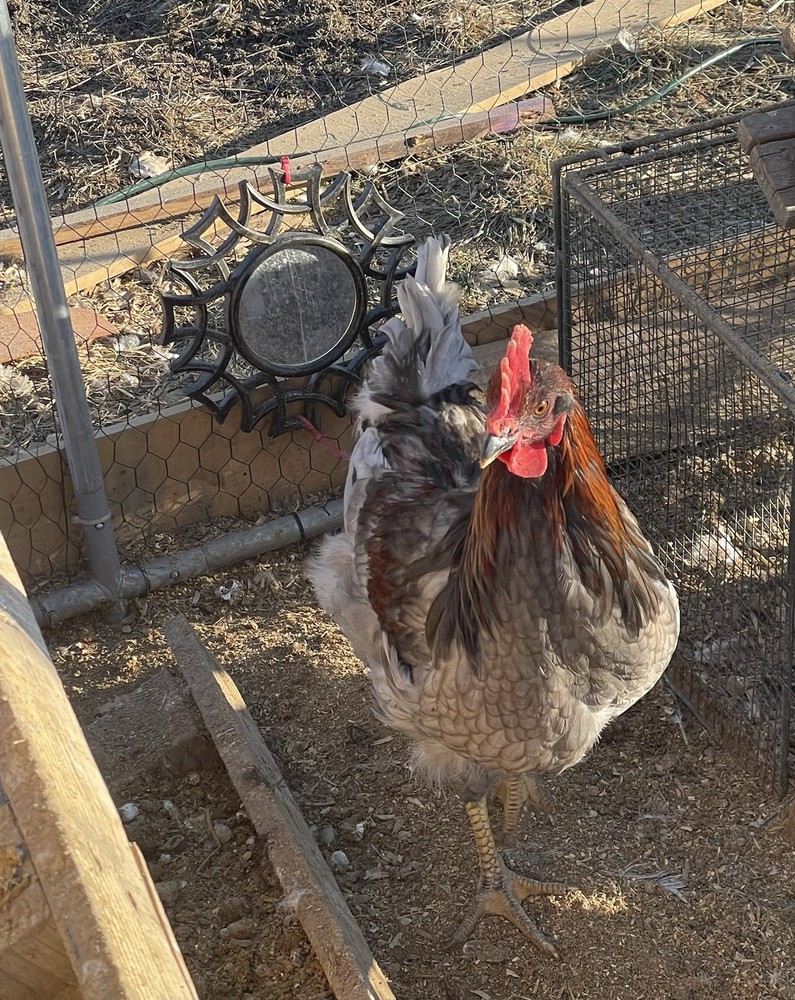 12+ Barnyard hatching eggs