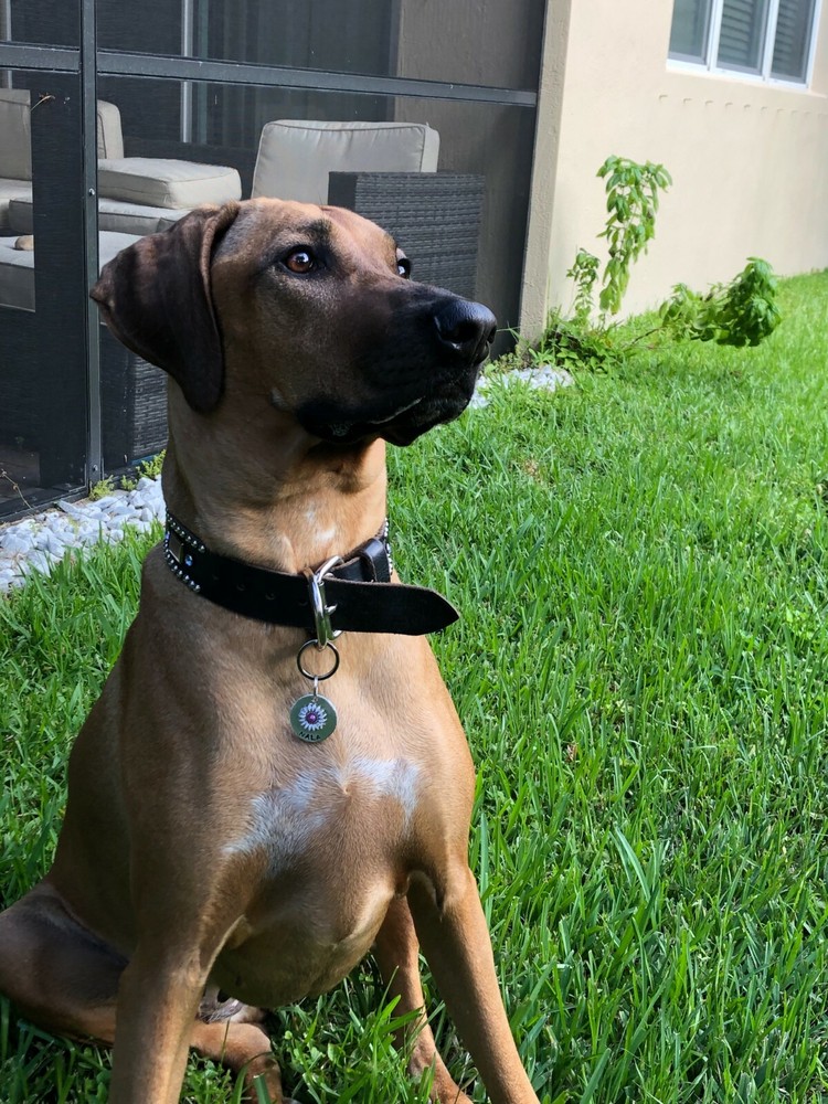 The "Daisy" Dog Tag