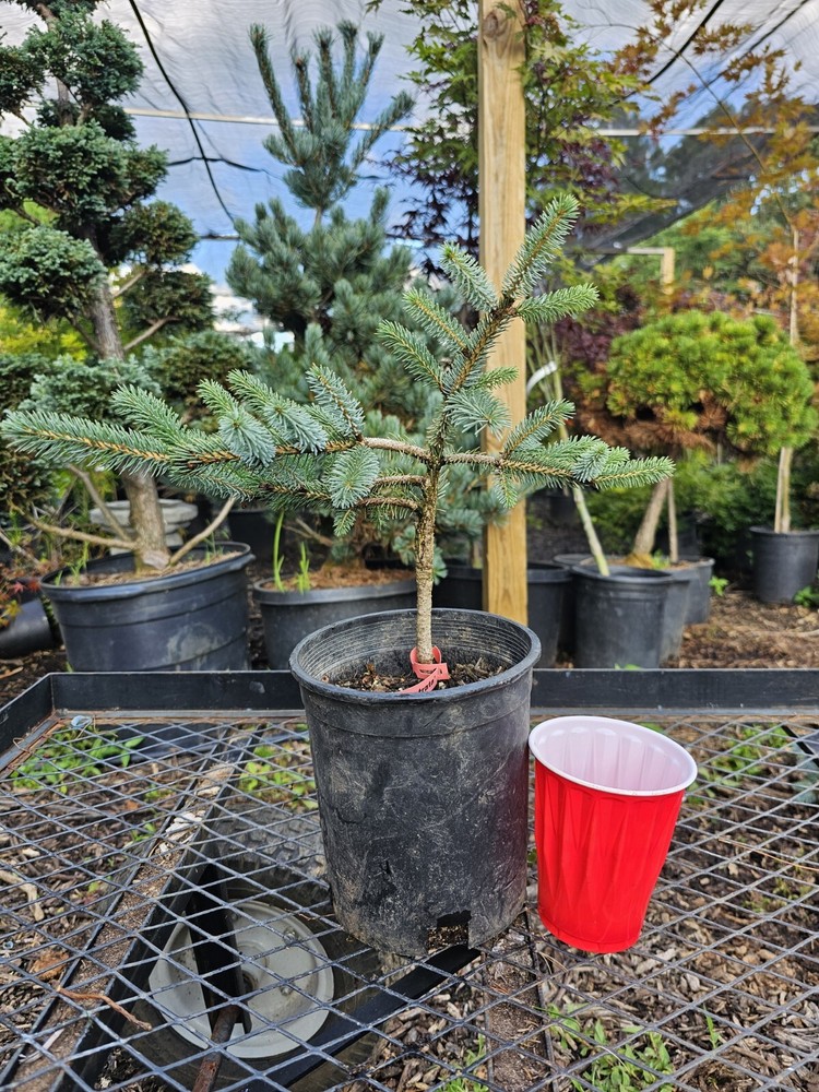 Picea Bicolor 'Prostata