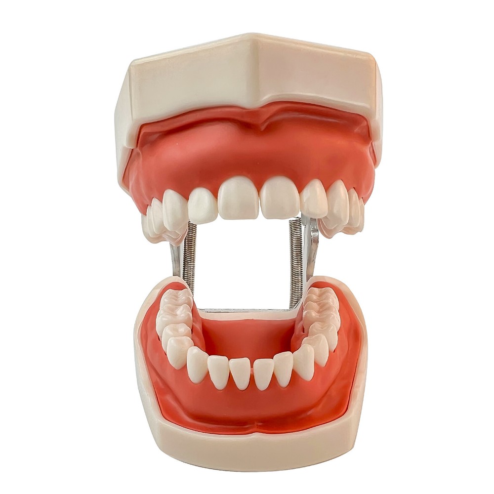 Dental Phantom Head Model Silicone Mask 28Pcs Screw Fixed Teeth Simulation Model