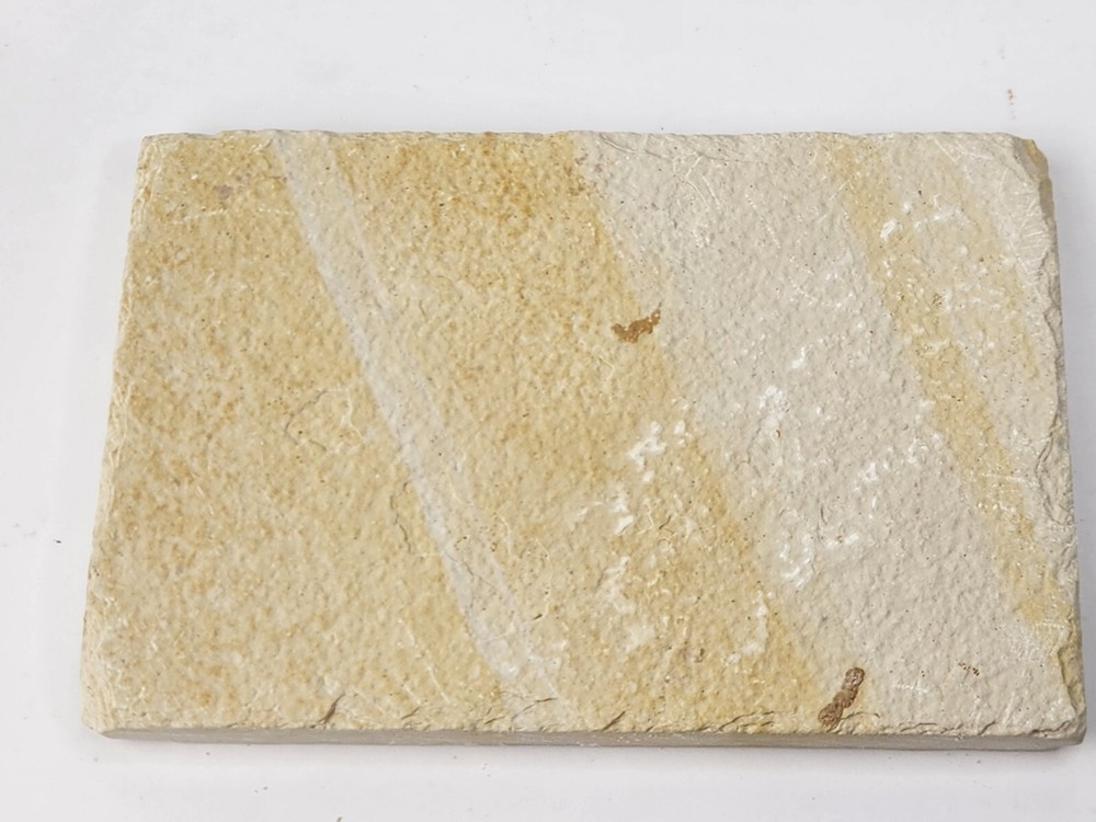 Knightia eocaena Fossil Fish - Green River Fm. - Split Fish Layer - WY
