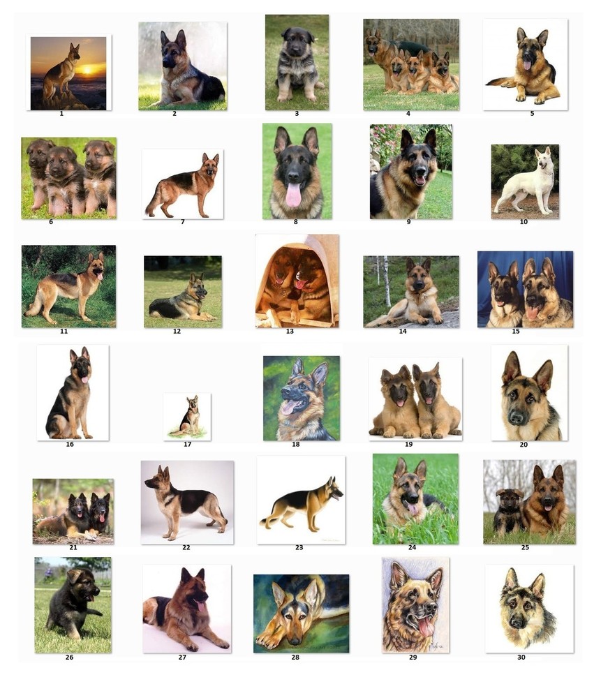 30 Personalized German Shepherds Address Labels (Ger 1)