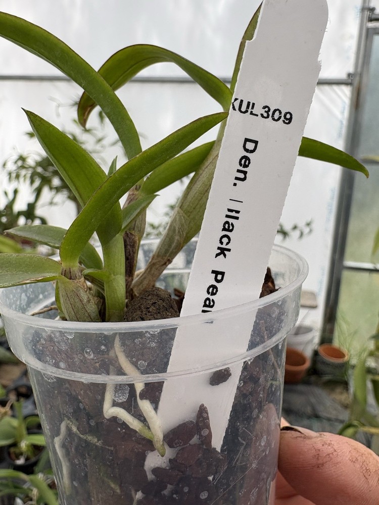 Dendrobium Black Pearl - 3” Pot - Seedling