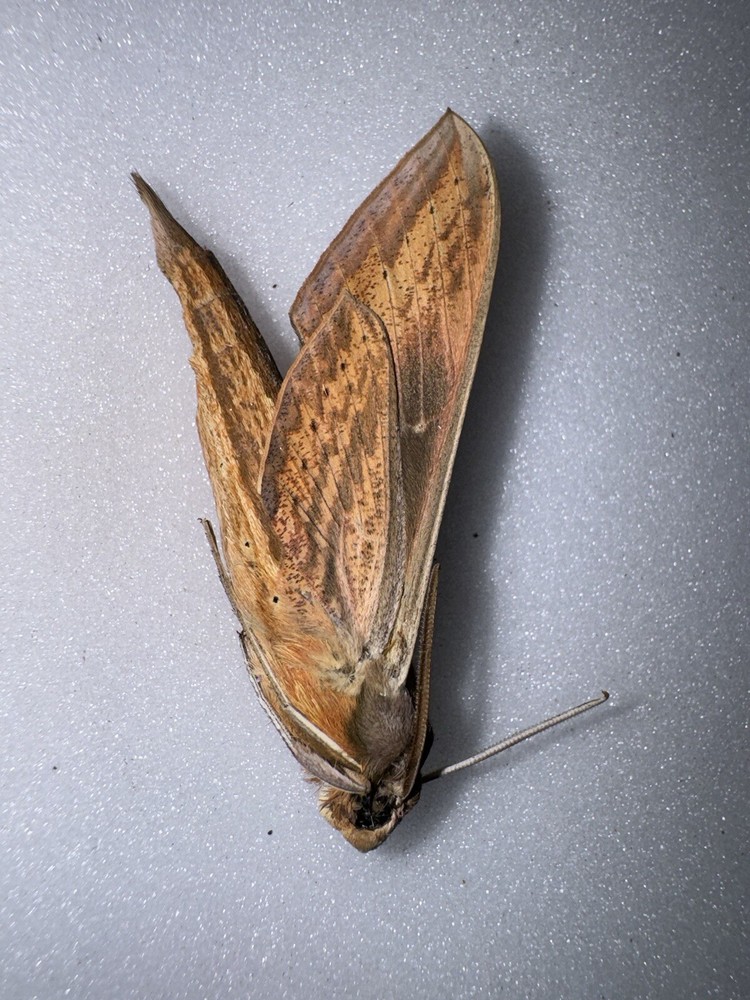 UB8 - Tersa Sphinx Moth - Xylophanes Tersa 1