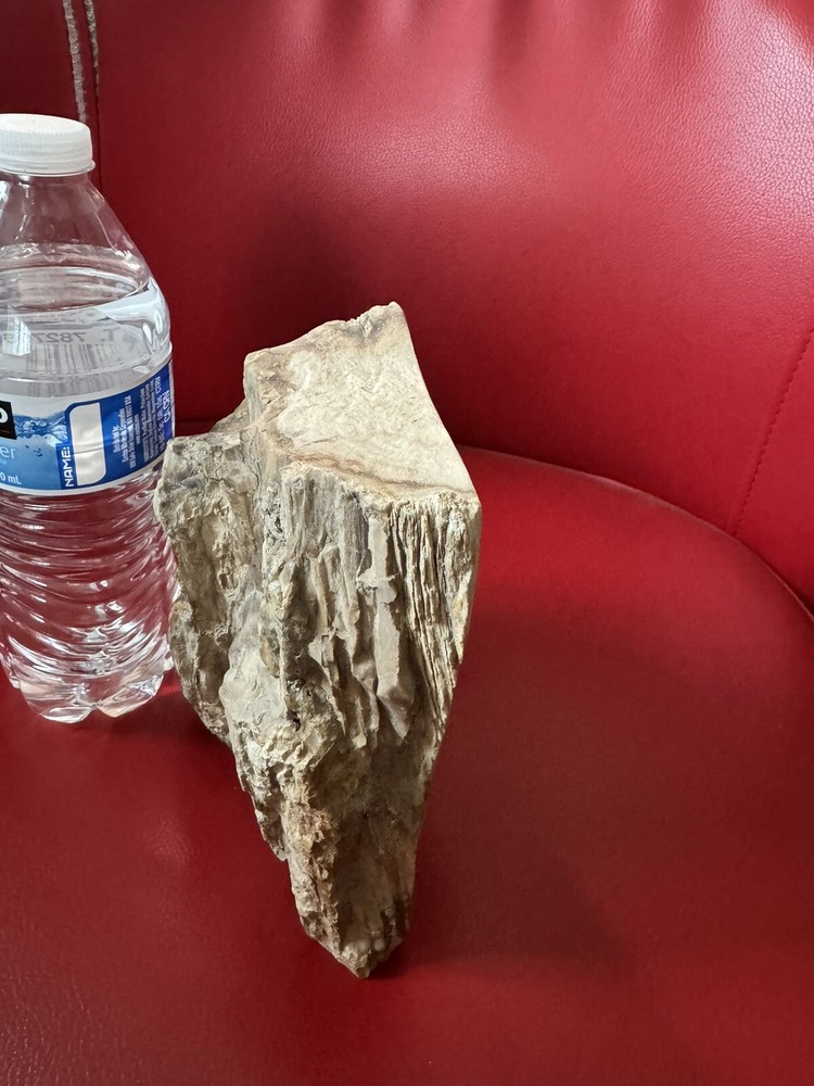 Petrified Wood Log. Marble surface