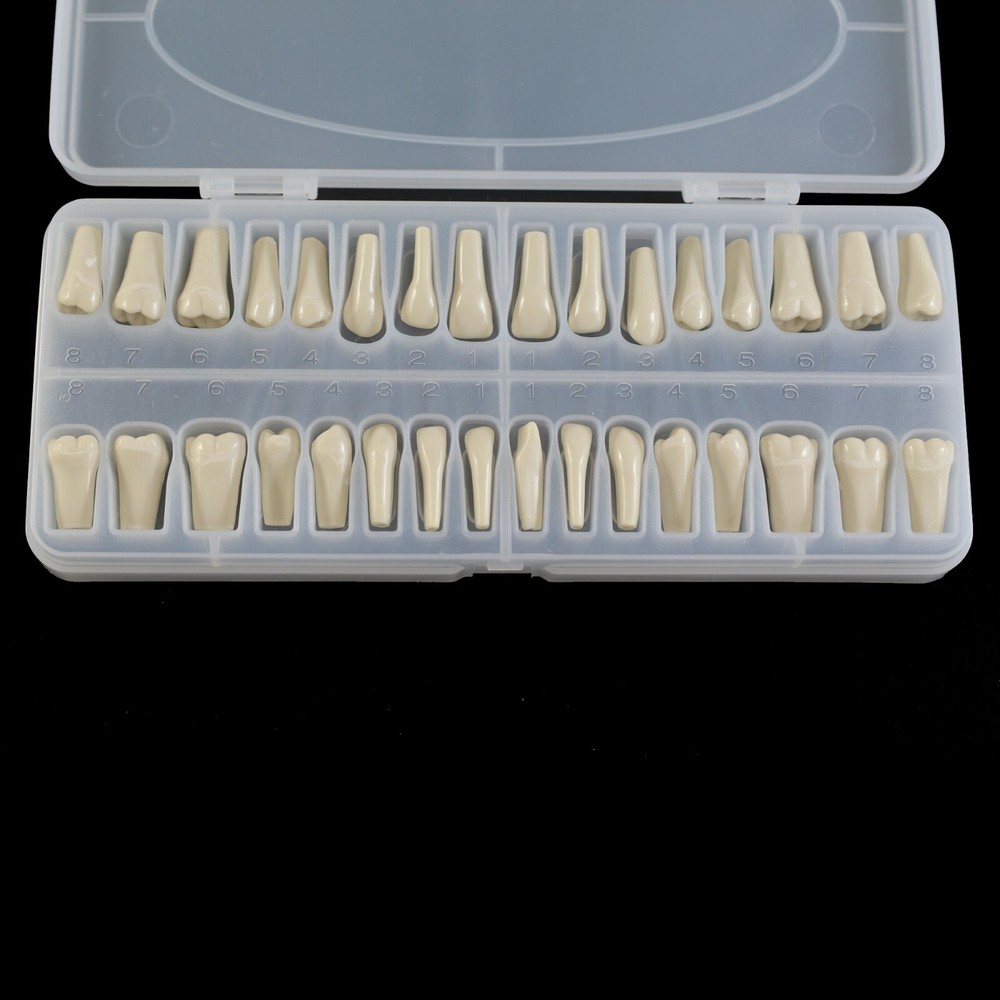 Dental Replacement 32PCS Teeth Typodont Screw-in Model Columbia 860 Type