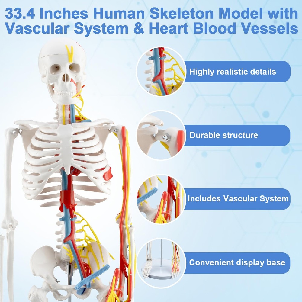 33.4-Inch Human Skeleton Model, a Mini Skeleton Anatomy Model with Removable ...
